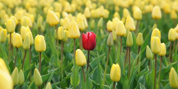 benefits of time management - one red tulip in a bunch of yellow tulips