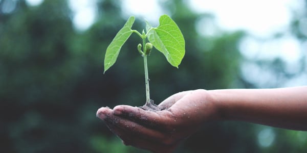time management skills - hand holding plant