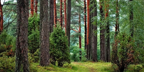 time management skills - a forest